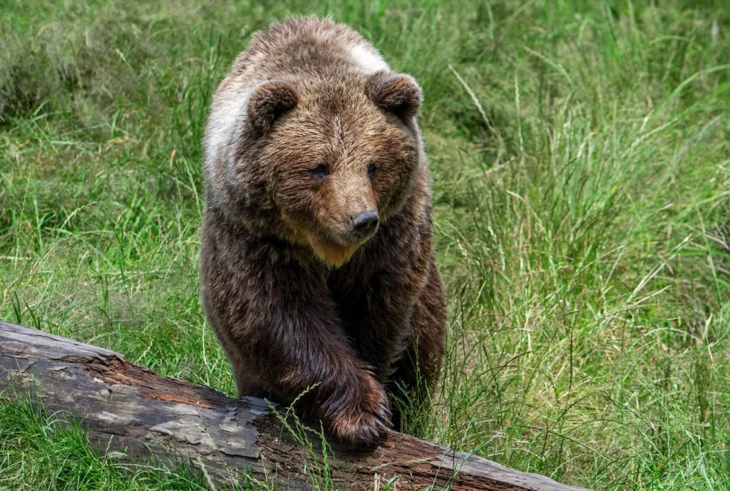 O ursoaică a fost împușcată în Poiana Brașov. Animalul a pus în pericol un grup de copii