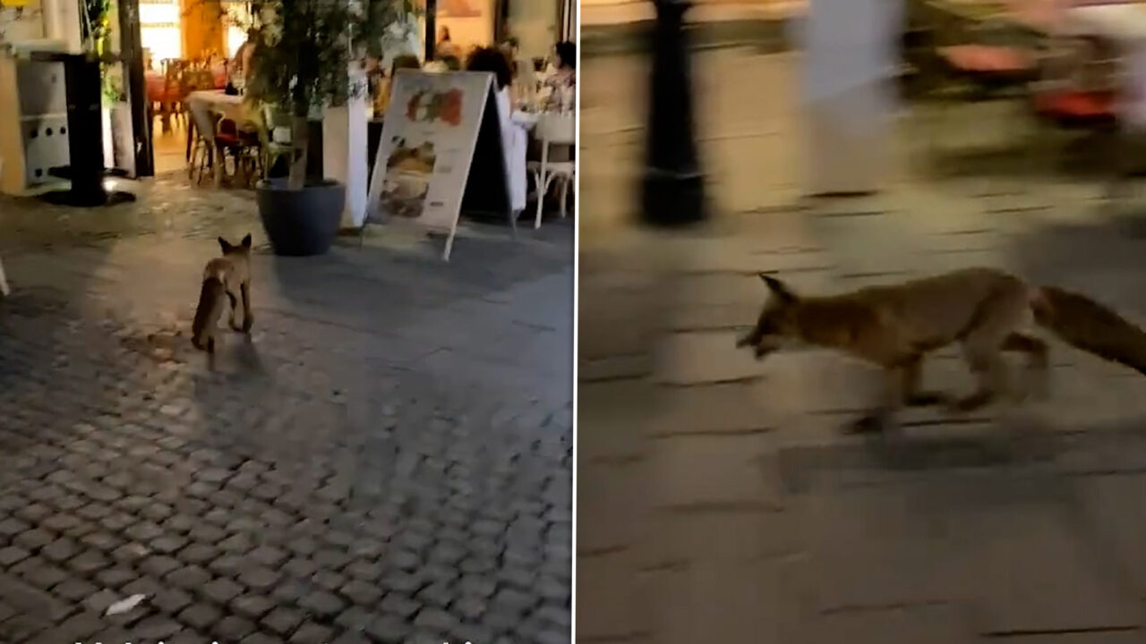 Vulpea văzută lângă Tribunalul București a ajuns în Centrul Vechi. Animalul a intrat într-un restaurant