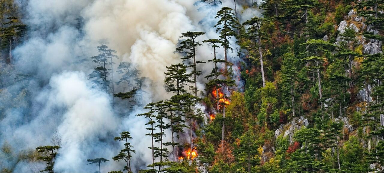 Incendiu uriaș în Parcul Național Domogled. Aproape 400 de hectare sunt afectate. 100 de oameni luptă cu flăcările