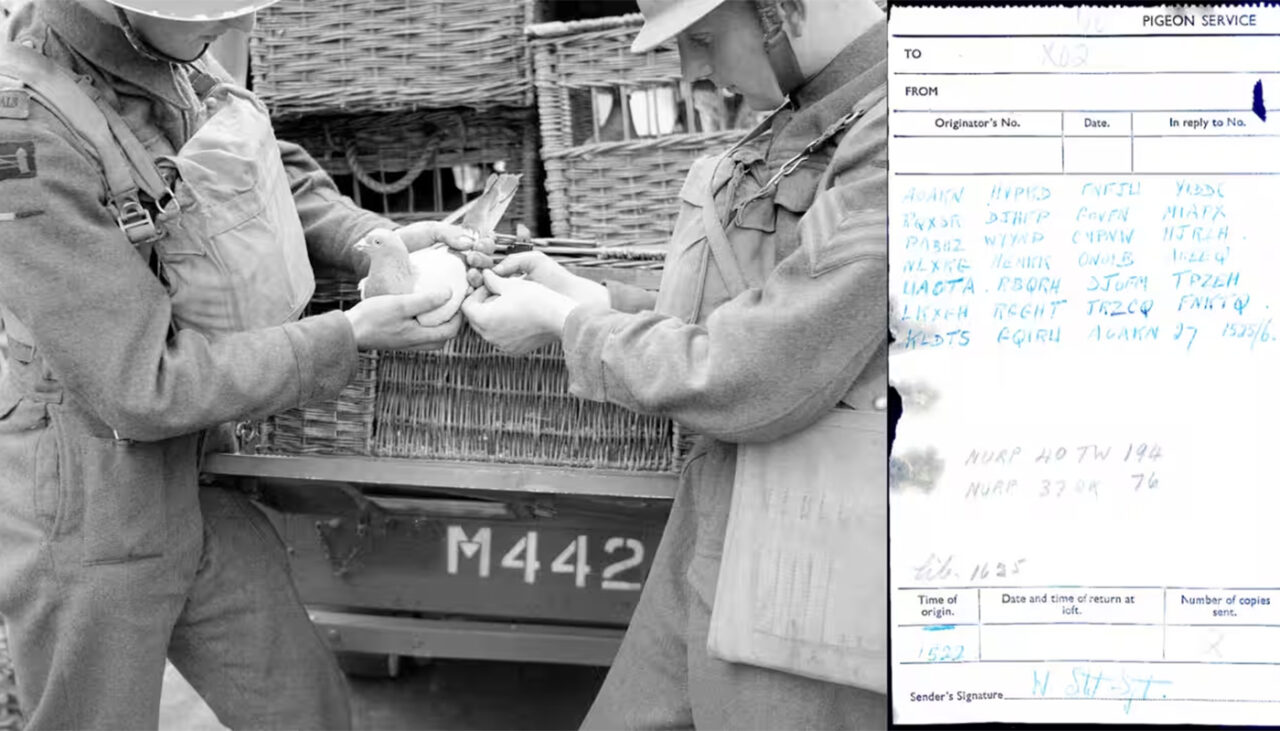 În 1942, un porumbel călător din timpul Celui de-al Doilea Război Mondial a dispărut cu un mesaj cifrat. 70 de ani mai târziu, constructorii i-au găsit rămășițele și biletul. Care era mesajul?