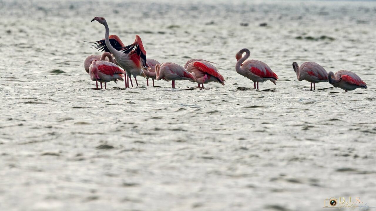 Prezență exotică în țara noastră. O colonie de păsări flamingo și-a găsit reședința pe Lacul Techirghiol din Constanța