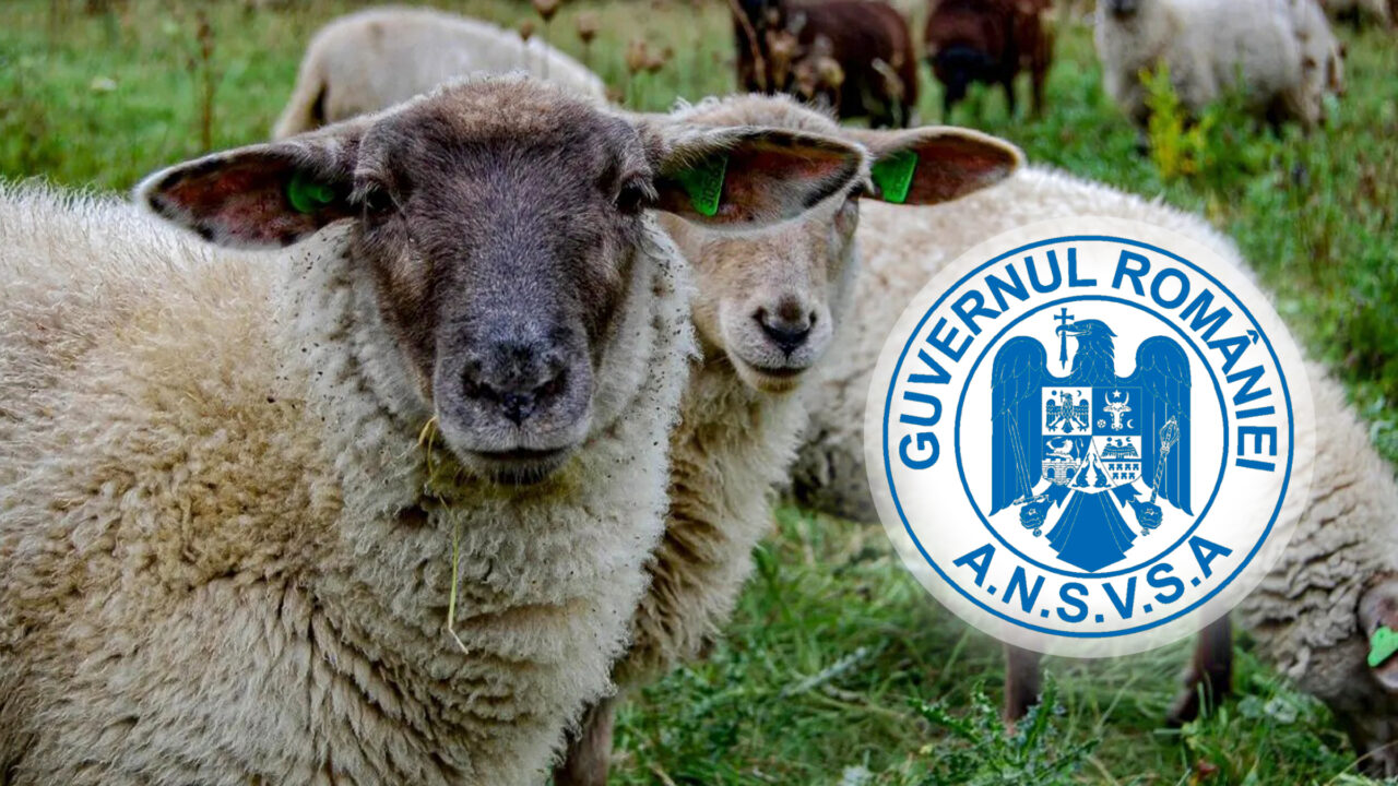 România ar putea relua exporturile de ovine către Libia. ANSVSA, în discuții cu autoritățile libiene