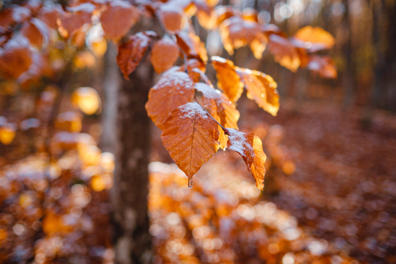 În ce zi vine frigul în România, potrivit ANM. Prognoza meteo pentru vineri, sâmbătă și dumincă
