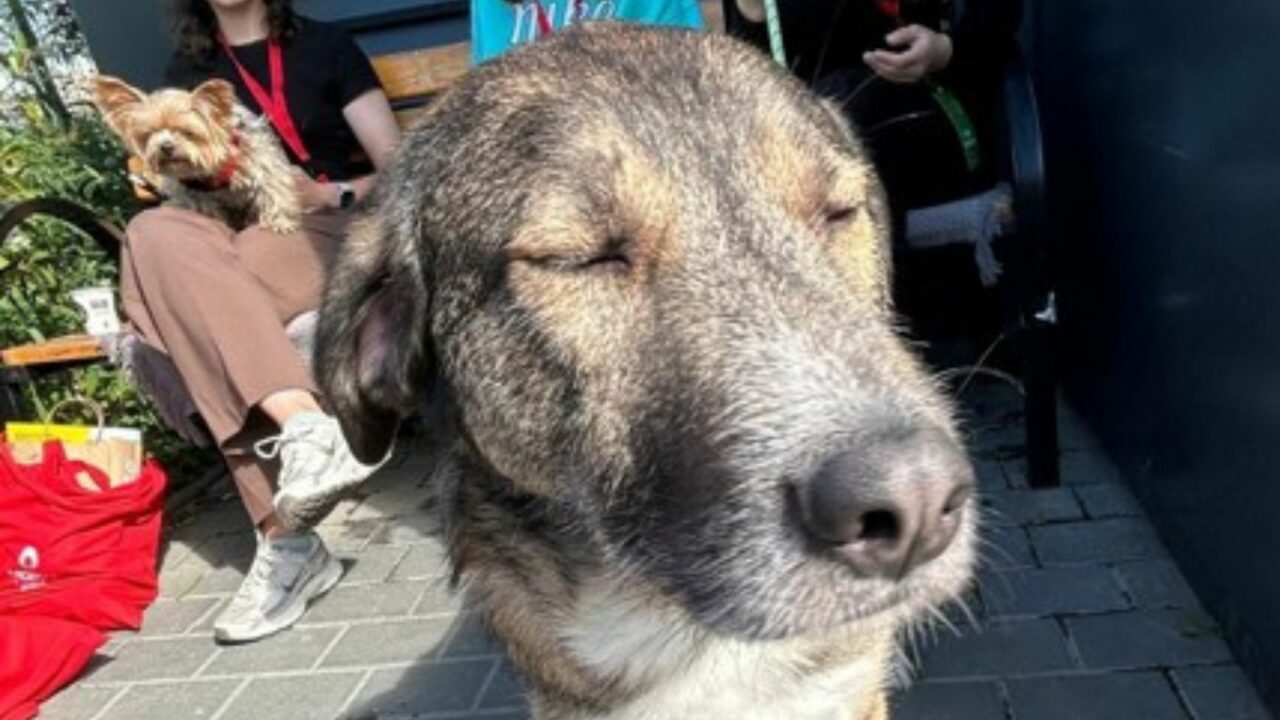 Eroul pe patru picioare. Un câine din Iași donează sânge pentru alte patrupede. Povestea emoționantă a lui Boica, primul donator al băncii locale de sânge pentru animale