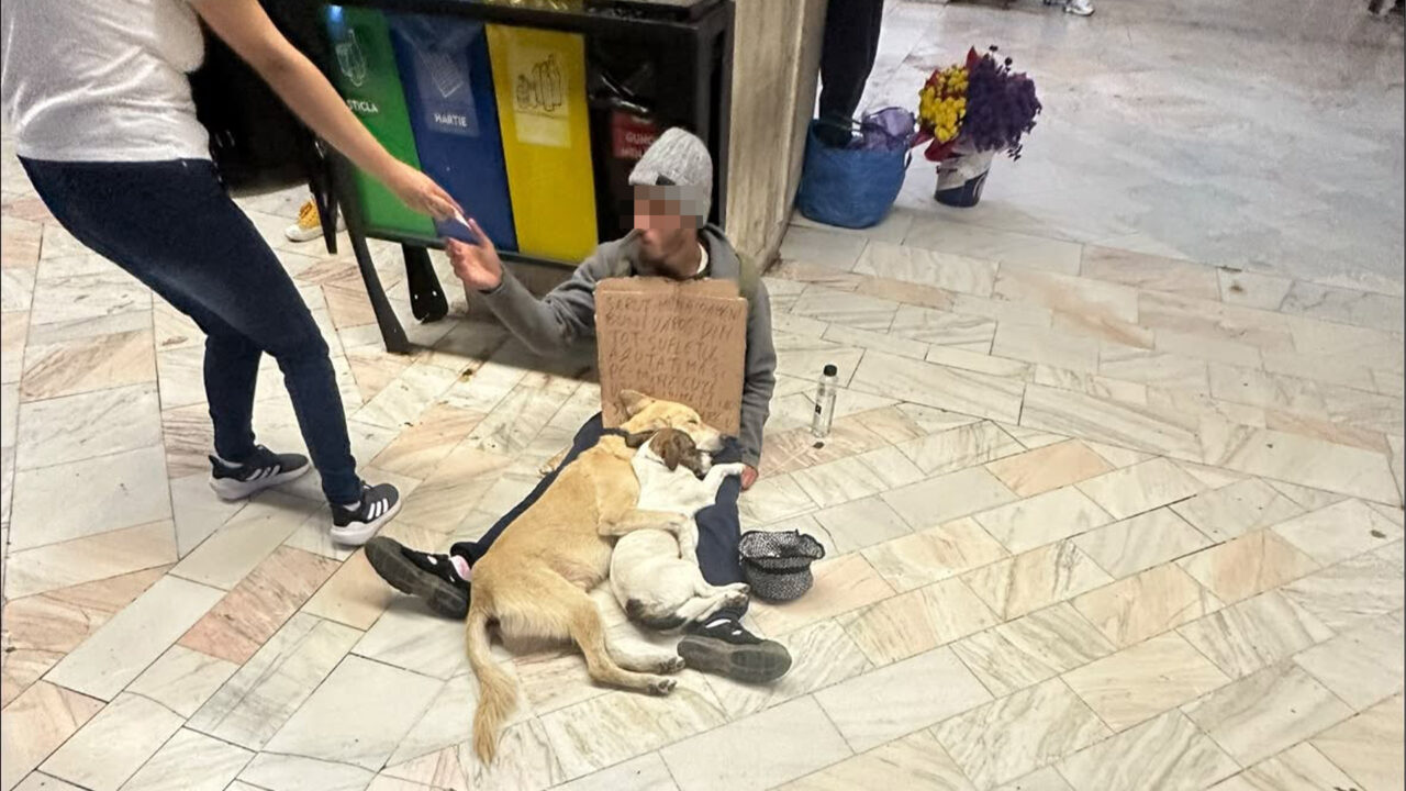 Cerșetor acuzat că și-ar seda câinii pentru a stârni mila trecătorilor, în București. Este suspectat că ar fura animalele și le-ar ucide