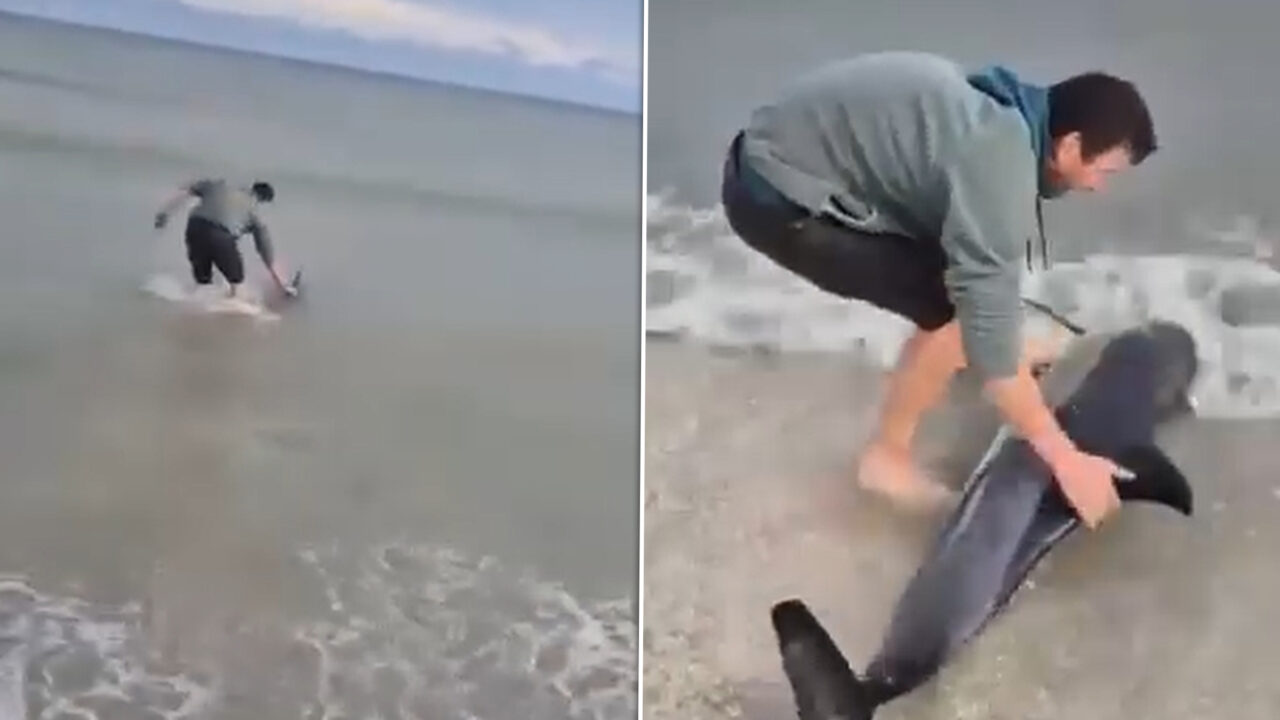Un delfin eșuat pe plaja din Eforie, salvat de un tânăr. Imaginile au devenit virale și au stârnit un val de reacții