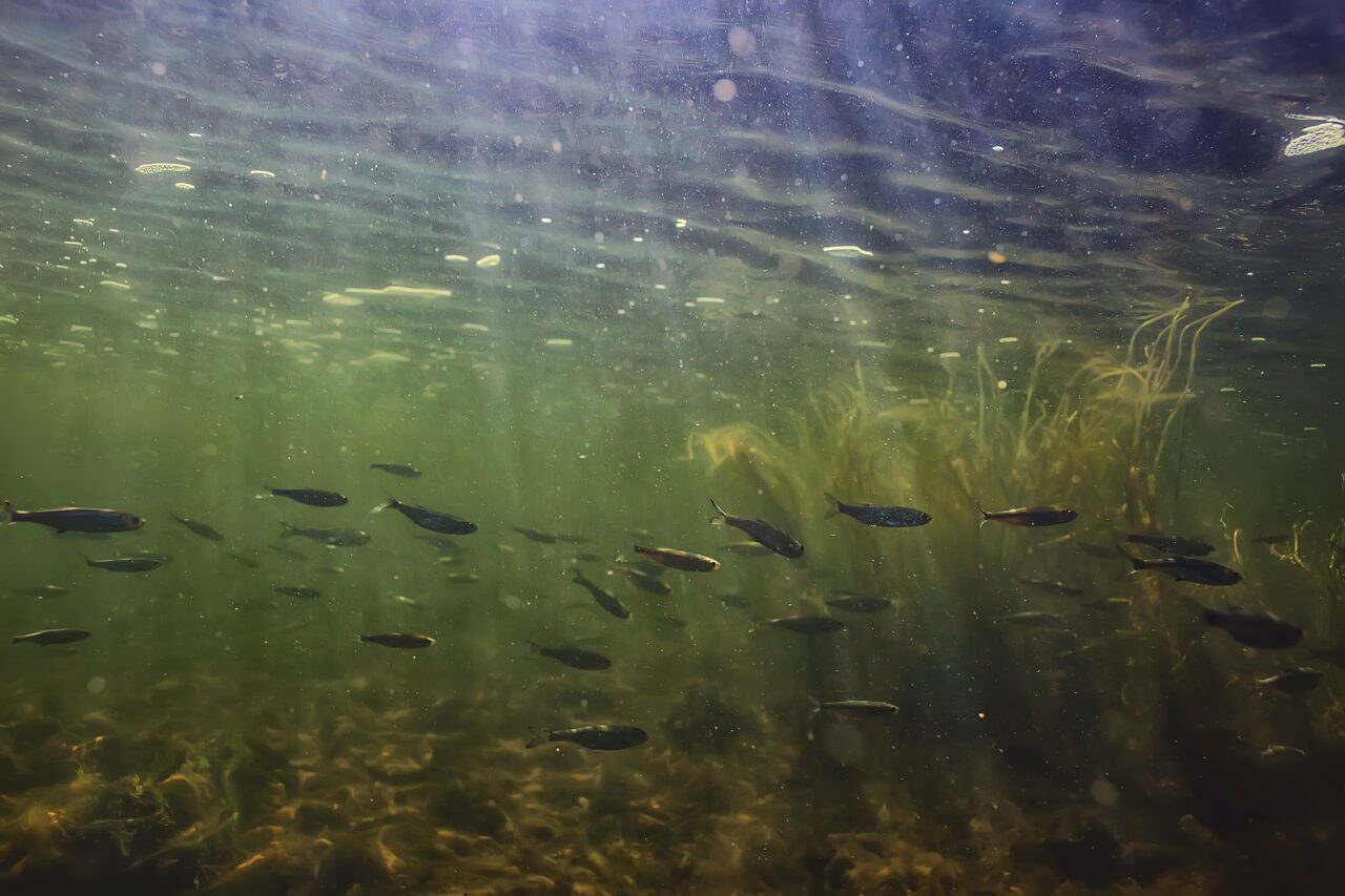 Noi pești exotici în Marea Neagră, după transformările hidrografice ale Dunării Cocoșelul de mare, printre speciile identificate