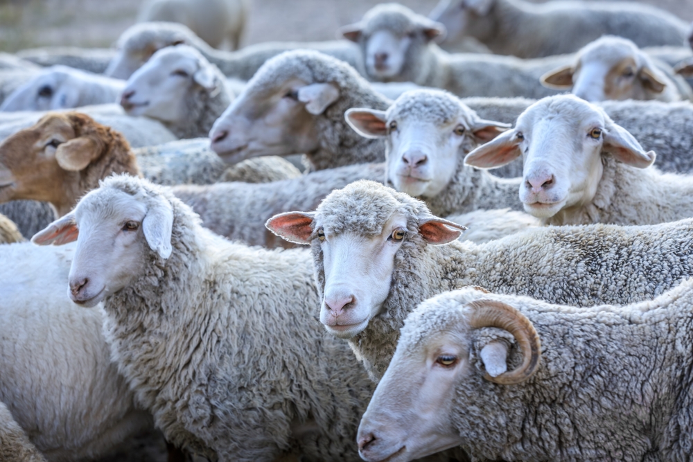 Șase județe din România nu au încă vaccin împotriva antraxului. Medicii veterinari avertizează asupra întârzierilor