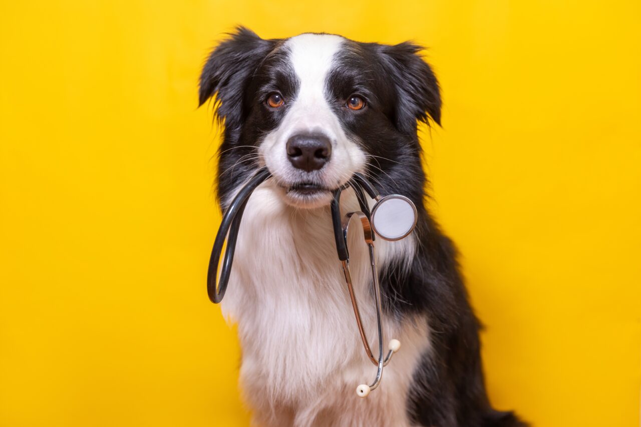 Un spital din Portugalia le permite animalelor de companie să-și viziteze stăpânii internați Efectele neașteptate asupra pacienților