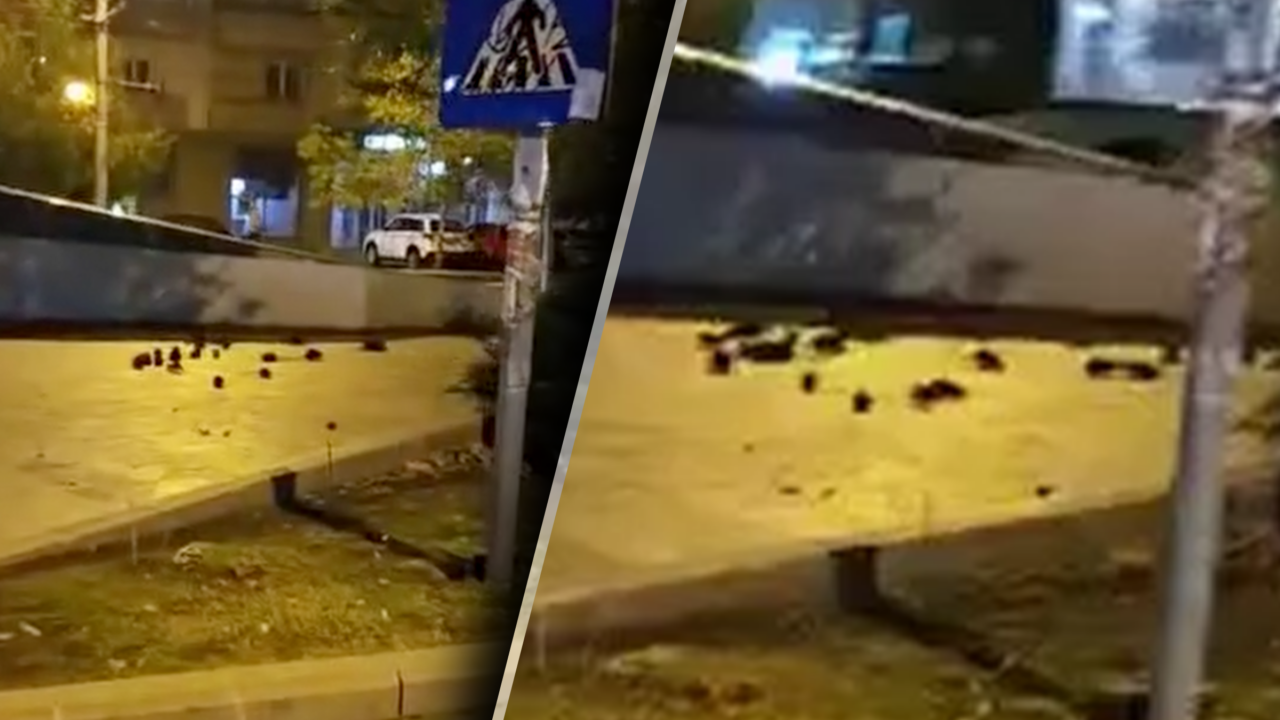 Invazie de șobolani în centrul Bucureștiului. Zeci de rozătoare au fost surprinse la lăsarea întunericului într-o zonă intens circulată din centrul Capitalei