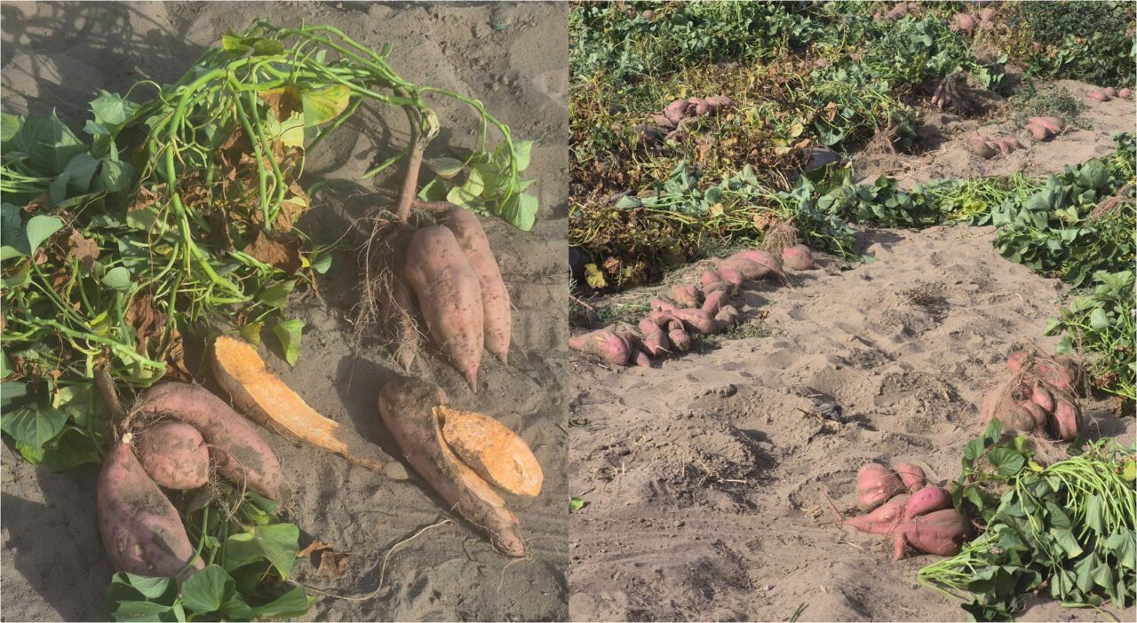 Soi nou de cartof dulce la Dăbuleni, adaptat la condiții climatice și la solul nisipos
