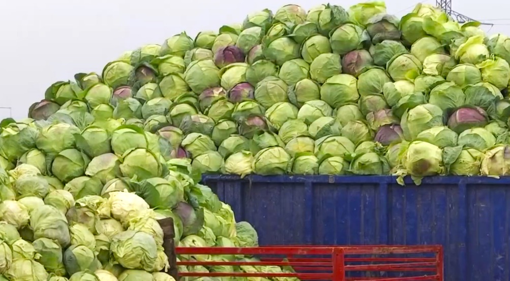 Dezastru în “patria verzei”. În cel mai mare bazin legumicol din Dâmbovița, 1 kilogram a ajuns să se vândă cu 40 de bani. Un producător face îndemn la unitate în negocierea prețului