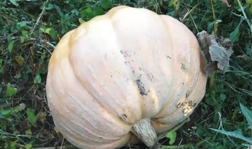 Dovleci uriași într-o gospodărie din Maramureș. Au ajuns să cântărească aproape 200 de kilograme